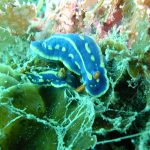 c33f5408a68c6a62a793fc168734a90d