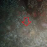 77f92d77a93ee5020355cf95167fa164