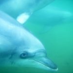 ドルフィンスイム