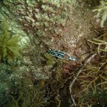 c33f5408a68c6a62a793fc168734a90d