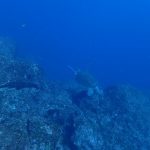 cb21c53e01edf9fb25f6ab527a681e99