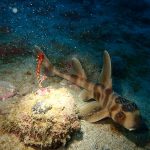 紀伊大島ツアー